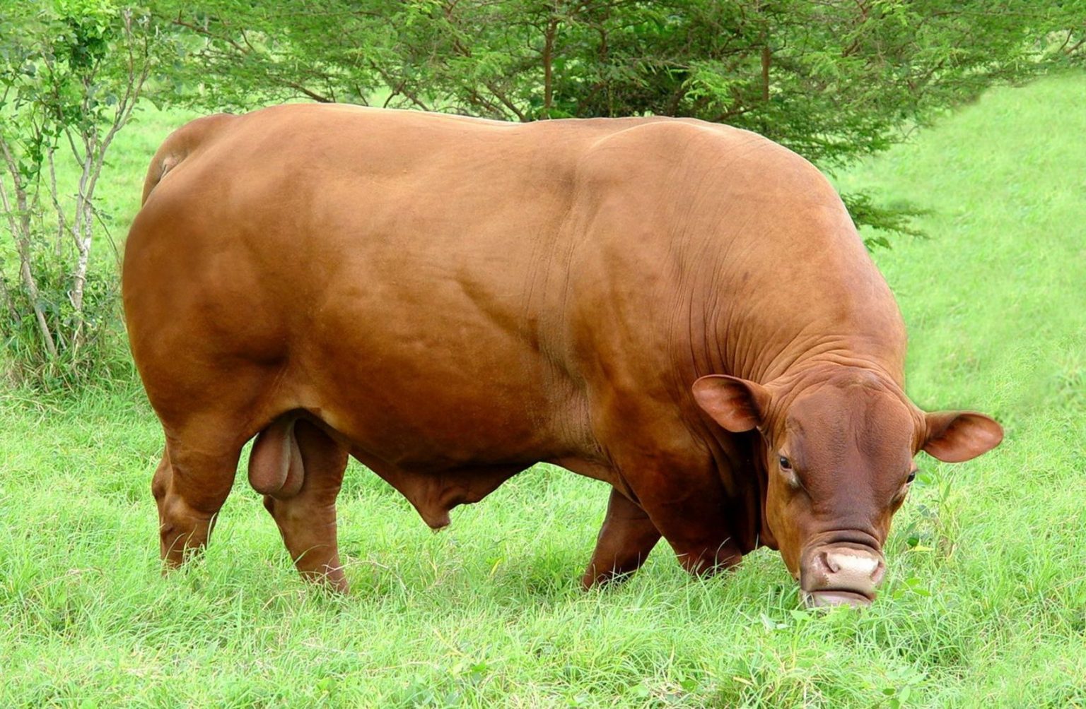 мускулистые коровы бельгии